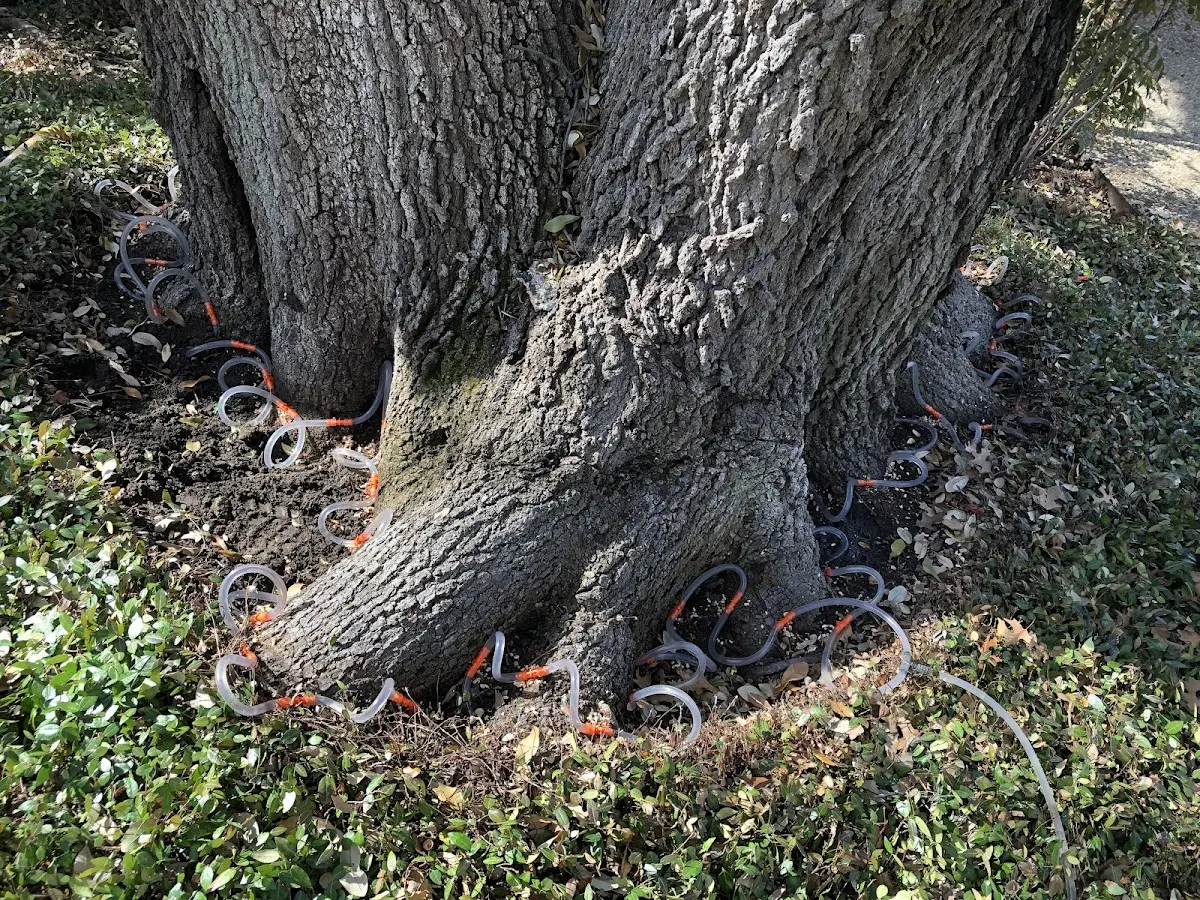 Detailed Tree Cabling and Bracing job site in South Whitley