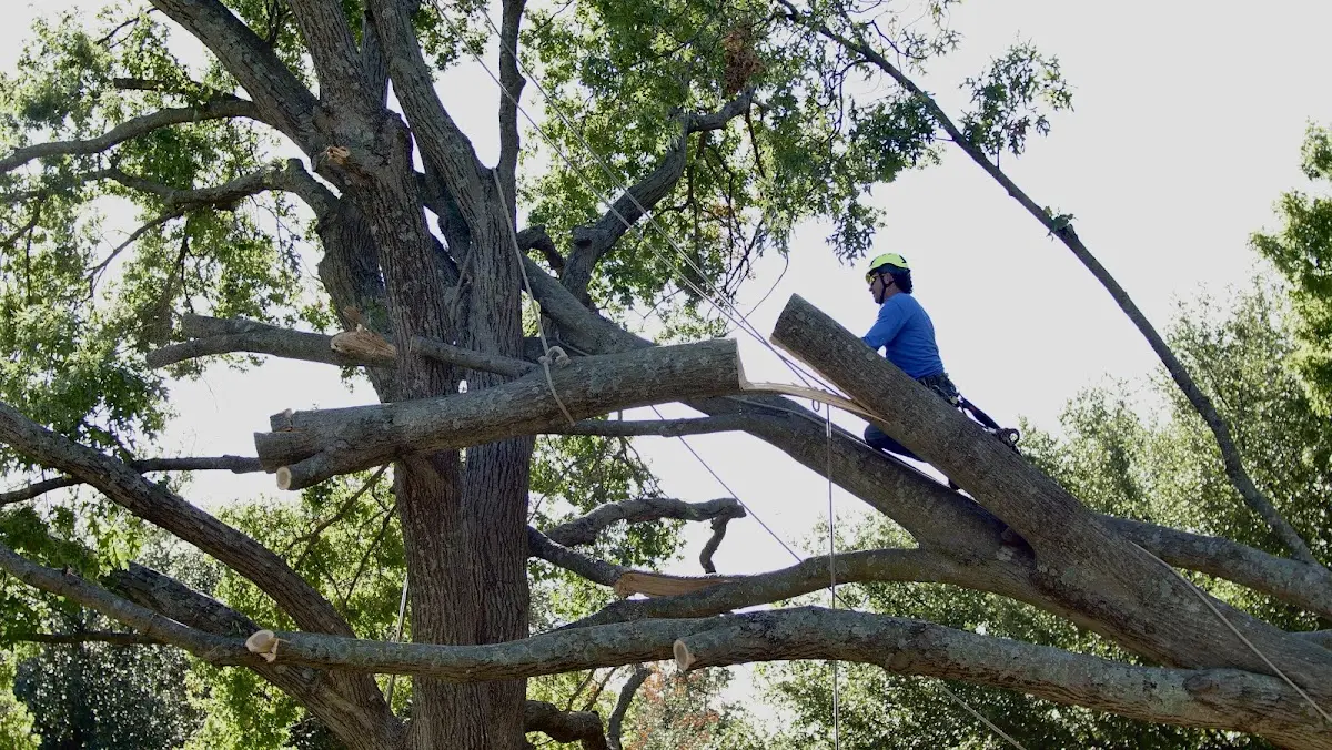 Professional Crown Thinning performed by certified arborists in South Whitley