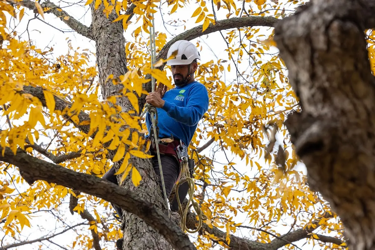 Skilled Emergency Tree Service crew working in South Whitley