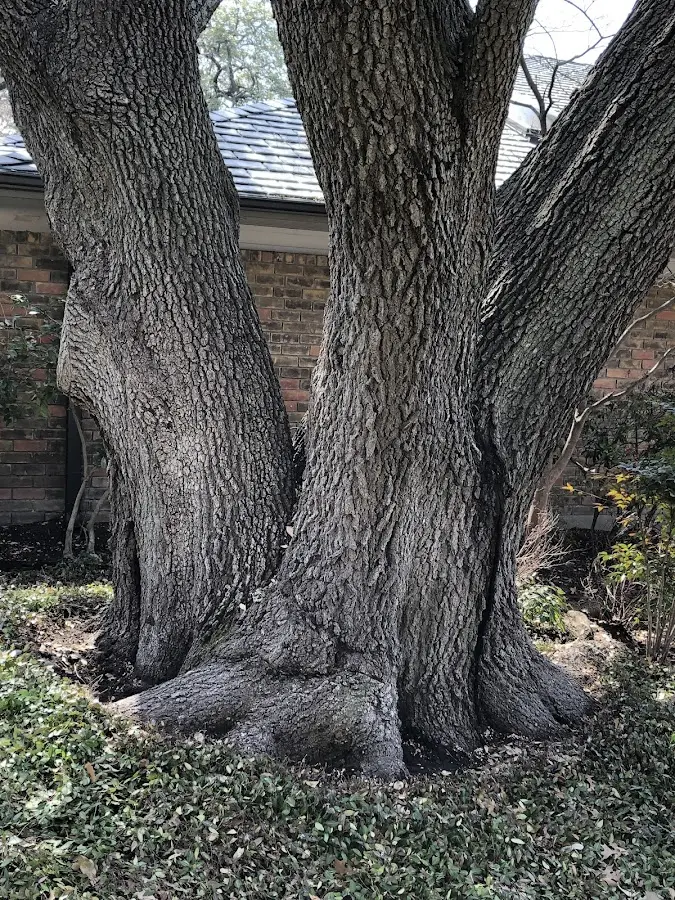 Mature heritage tree close to a South Whitley property cared for by certified arborists